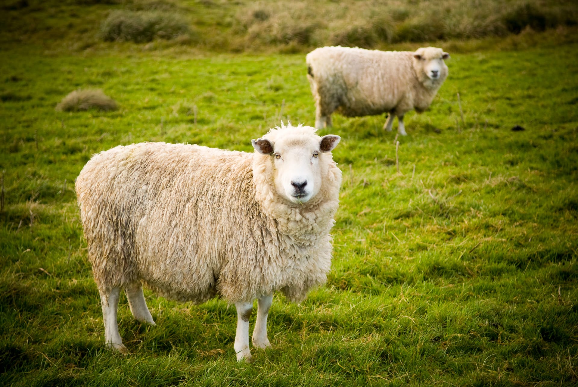 Sheep in a meadow, representing the “sh” sound made by the CH in German in certain cases.