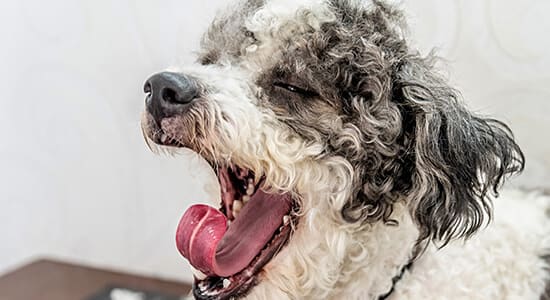 Shaggy white and grey dog yawning.