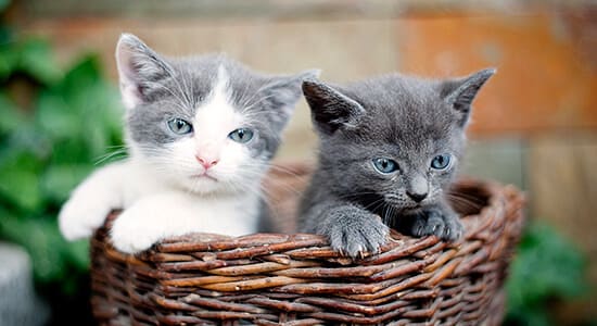 Two small white and grey cats in a basket. The German Z makes the ending TS sound heard in the word cats.